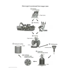 How sugar is produced from sugar cane