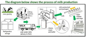 process chart milk production